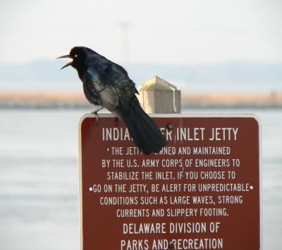 Boat-tailed Grackle, Indian River Inlet, DE