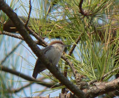 Brown-headed Nuthatch, Gordon Pond, Cape Henlopen State Park, DE
