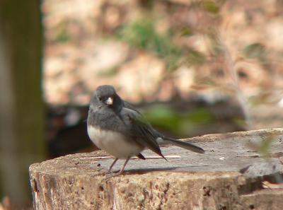 Dark-eyed Juncos