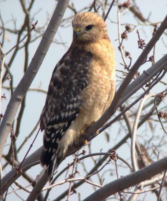 Red-shouldered Hawk