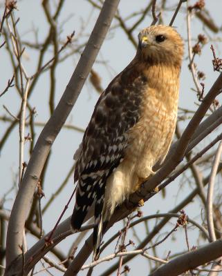 Red-shouldered Hawk