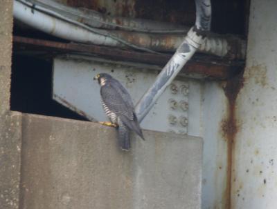 At entrance to scrape
