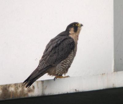 Female