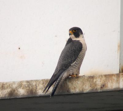 Male