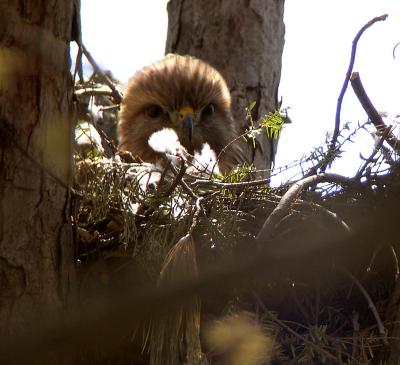 Red-shouldered Hawk on nest