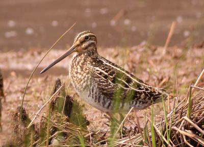 Wilson's Snipe, Huntley Meadows