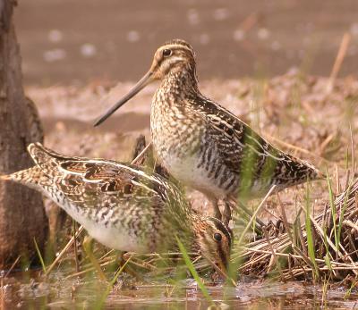Wilson's Snipe, Huntley Meadows
