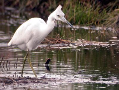 Little Blue Heron, immature, Huntley Meadows