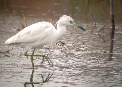 Little Blue Heron, immature, Huntley Meadows