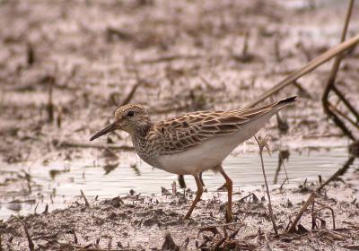 Pectoral Sandpiper, Huntley Meadows