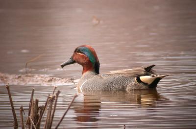 Green-winged Teal, Huntley Meadows