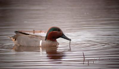 Green-winged Teal, Huntley Meadows