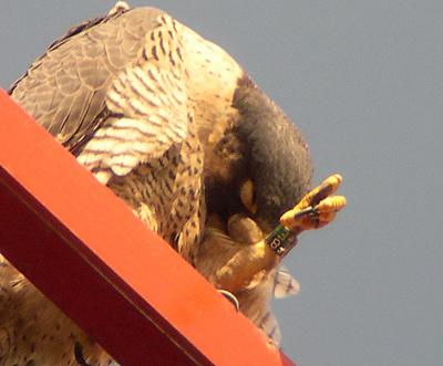Displaying bands on left leg