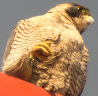 Displaying band on right leg
