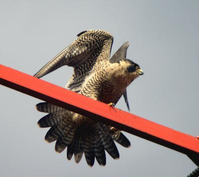 Peregrine Falcons nesting at Woodrow Wilson Bridge, Washington, DC, 2006