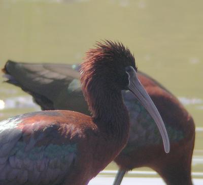 Close-up  of Glossy Ibis