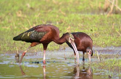 White-faced Ibis at Huntley Meadows