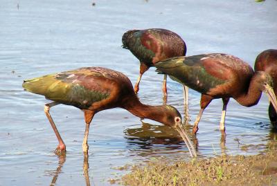 White-faced Ibis and ?