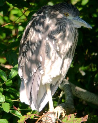 Immature Black-crowned Night-heron