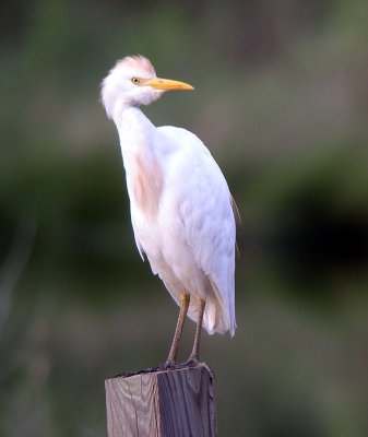 Cattle Egret