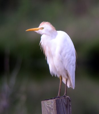 Cattle Egret