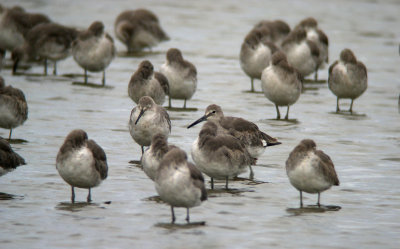 Willets