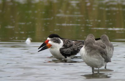 Black Skimmers, immature and adult