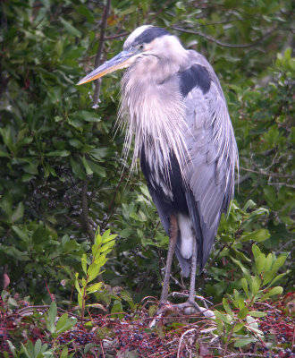 Great Blue Heron