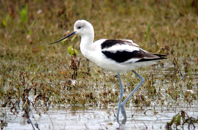 American Avocet