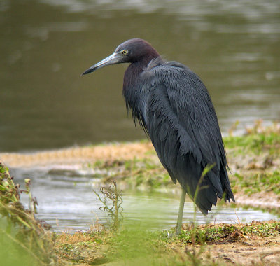 Little Blue Heron