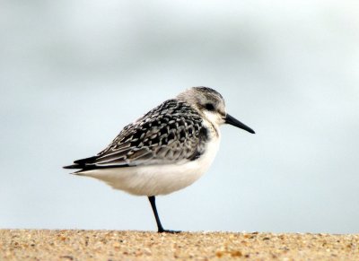 Sanderling