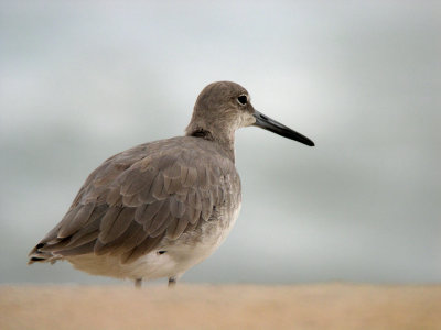 Willet