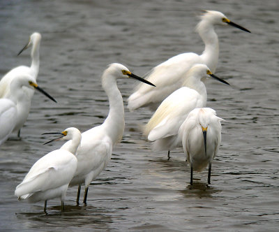 Snowy Egrets