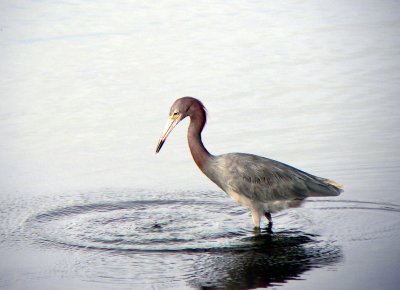 Little Blue Heron