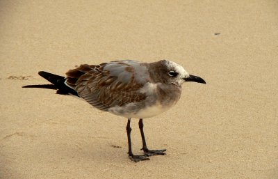 Laughing Gull, molting juvenile