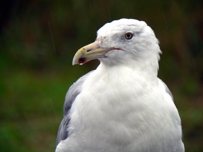 Herring Gull