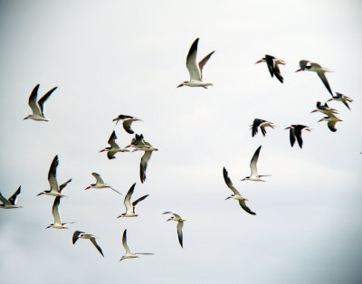 Black Skimmers