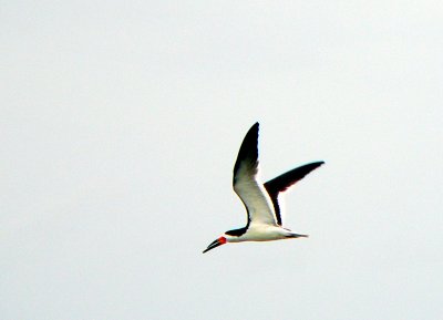 Black Skimmer