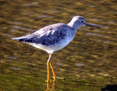 Lesser Yellowlegs