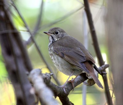Hermit Thrush, Monticello Park