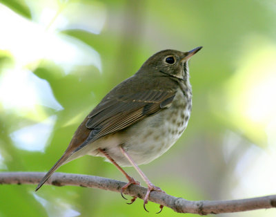 Hermit Thrush, Monticello Park