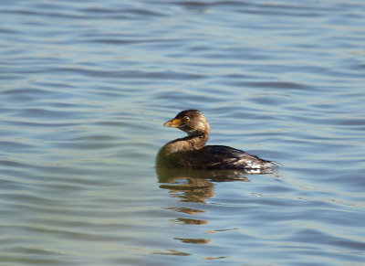 PIed-billed Grebe, Dyke Marsh