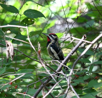 Yellow-bellied Sapsucker