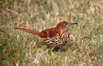 Brown Thrasher at Chinquapin Park