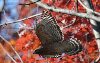 Red-shouldered Hawk, Chinquapin Park, Alexandria, VA