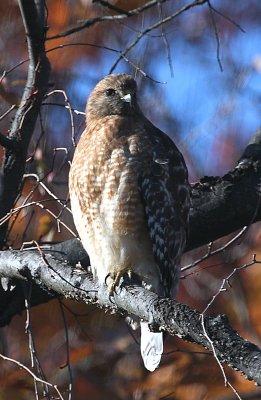 Red-shouldered Hawk, Chinquapin Park, Alexandria, VA