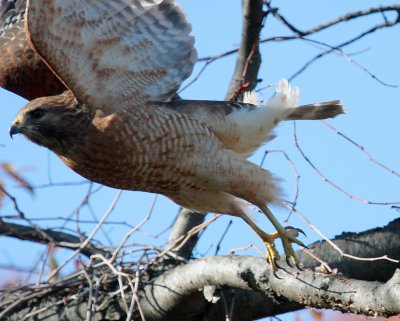 Red-shouldered Hawk, Chinquapin Park, Alexandria, VA