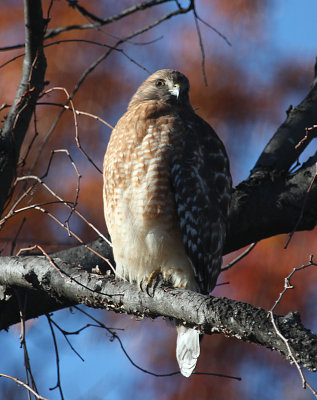 Red-shouldered Hawk, Chinquapin Park, Alexandria, VA