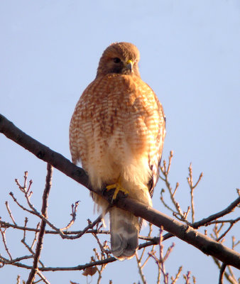 Red-shouldered Hawk, Chinquapin Park, Alexandria, VA