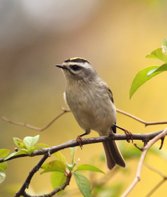 Golden-crowned Kinglet